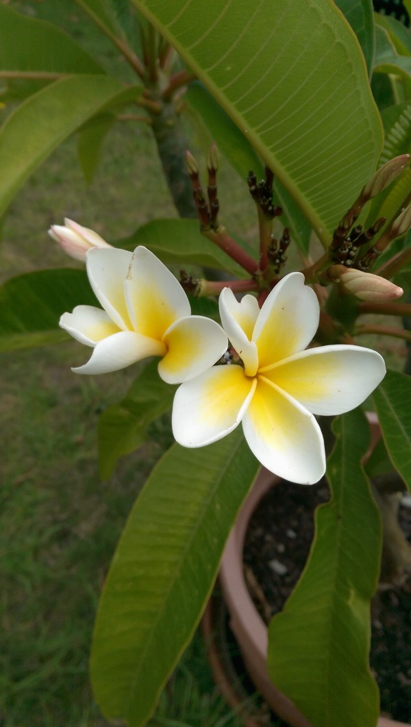 Frangipani
